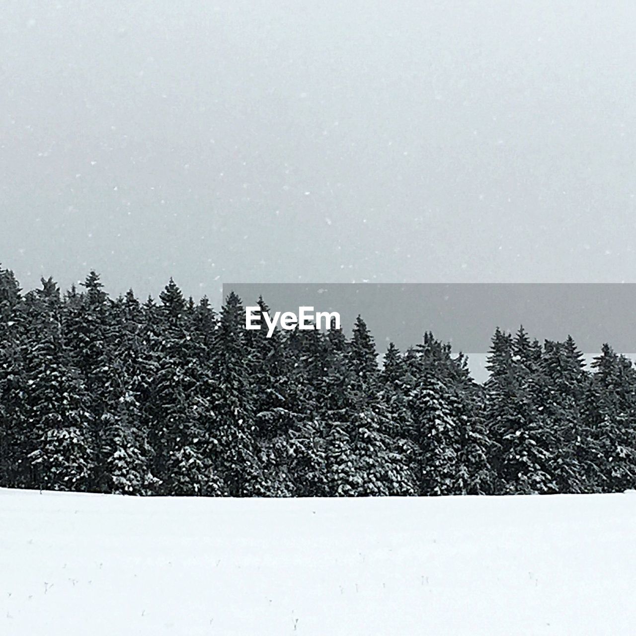 Trees on snowcapped field during winter