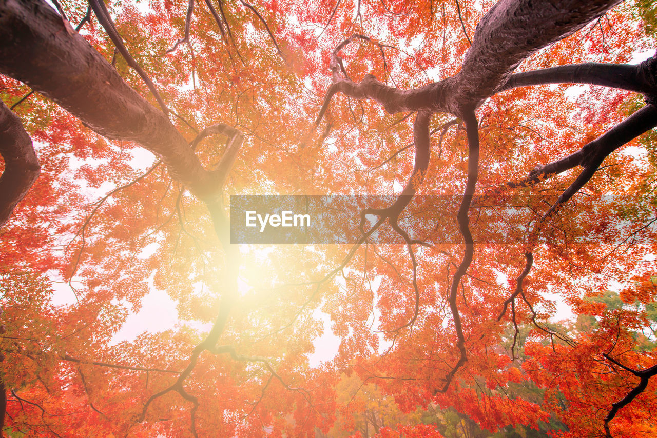 Low angle view of sunlight streaming through tree