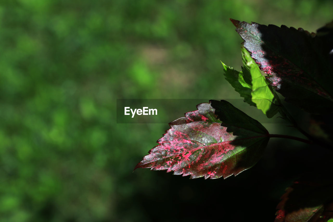 Close-up of pink flowering plant