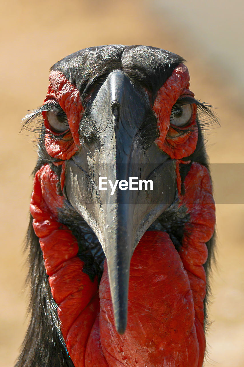 No mascara - close up portrait of a southern ground hornbill, kruger, south africa