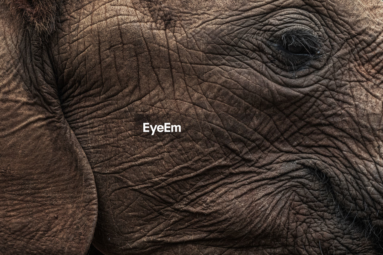 Close-up of elephant eye