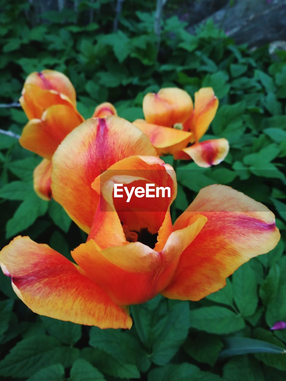 CLOSE-UP OF DAY LILY FLOWERS BLOOMING OUTDOORS