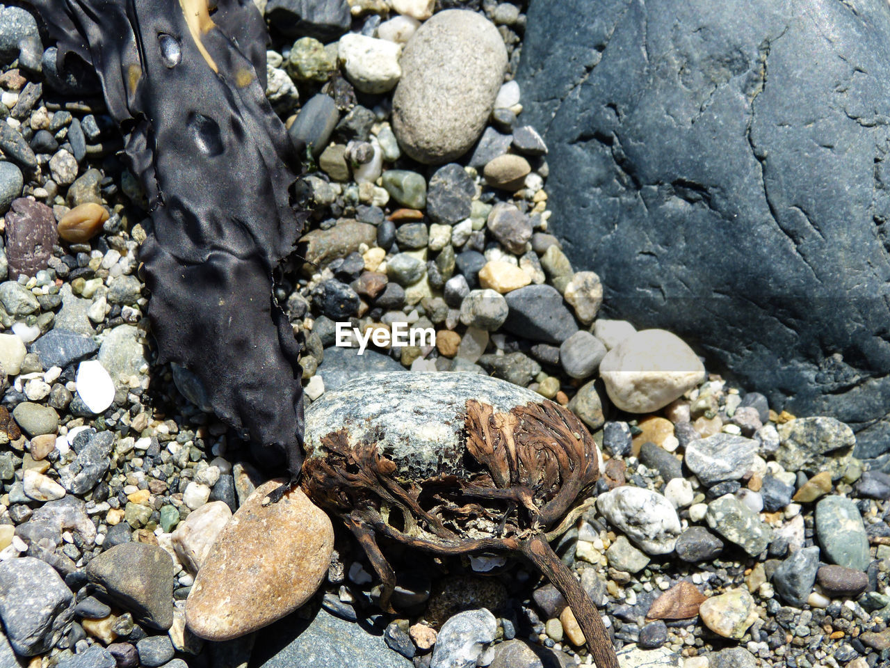 Close-up of seaweed on pebbles at beach