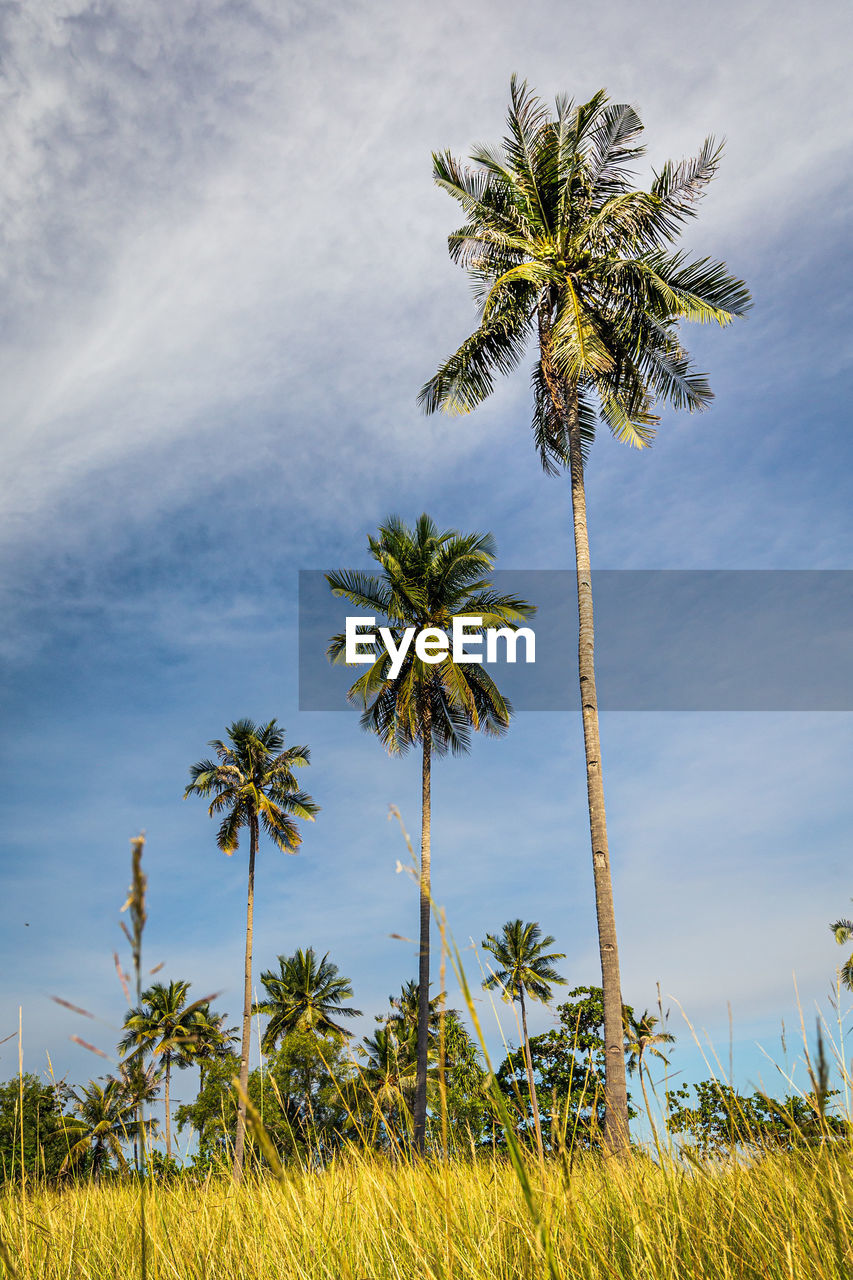 COCONUT PALM TREES AGAINST SKY