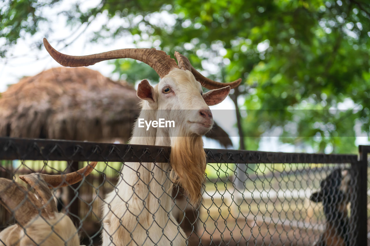 close-up portrait of goat