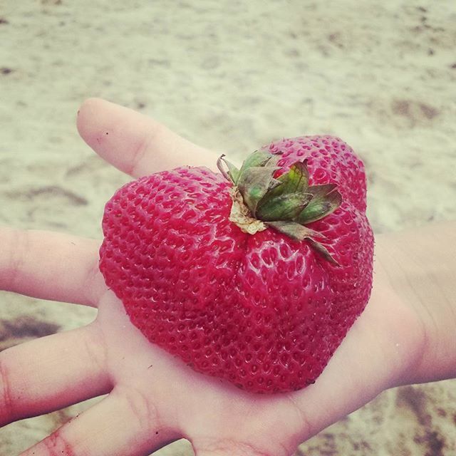 CROPPED IMAGE OF HAND HOLDING WHITE