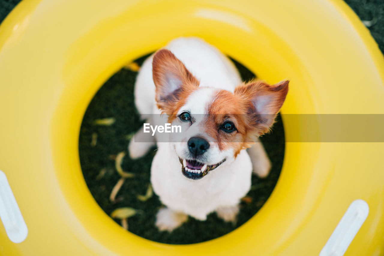 Portrait of cute jack russell dog smiling outdoors sitting on the grass in a yellow donuts, summer