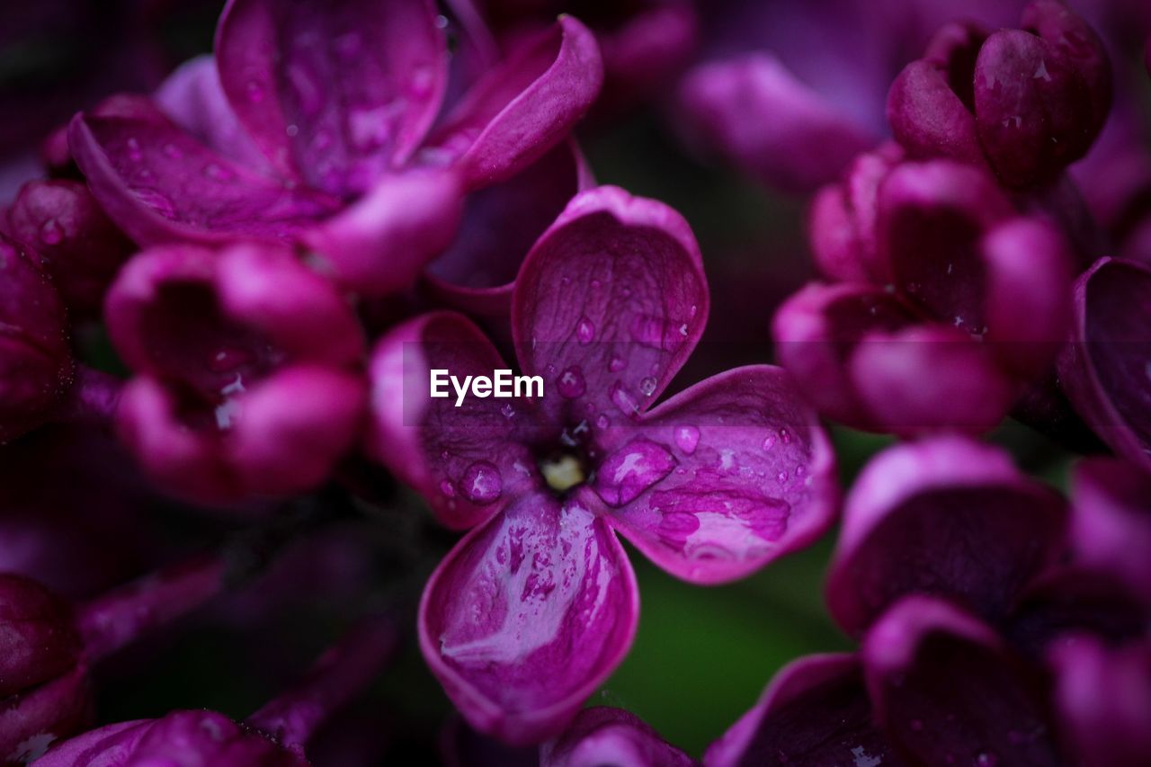 CLOSE-UP OF WATER DROPS ON PINK ROSE