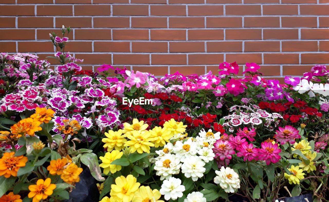 CLOSE-UP OF FLOWERING PLANTS