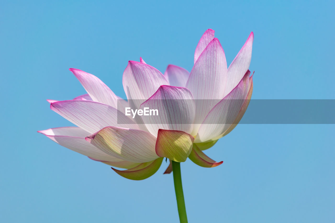 Close-up of pink water lily against clear blue sky