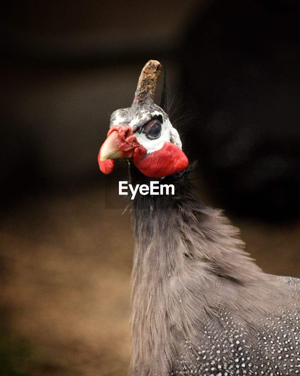 Close-up of a bird