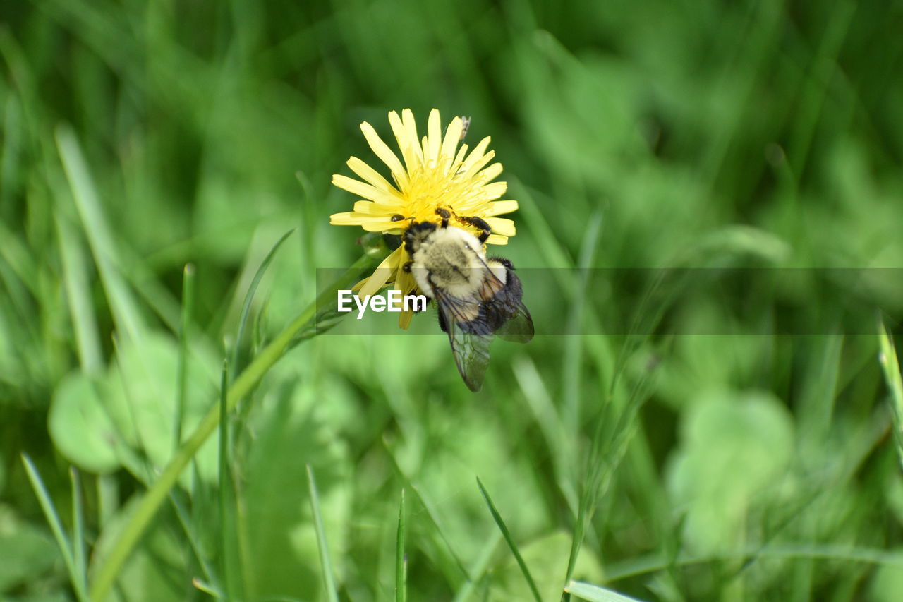 BEE POLLINATING ON FLOWER