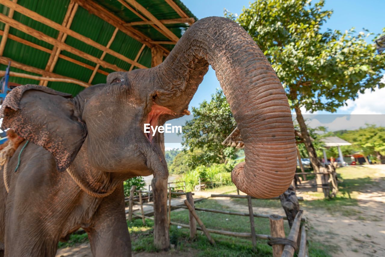 Close-up of elephants head and trunk