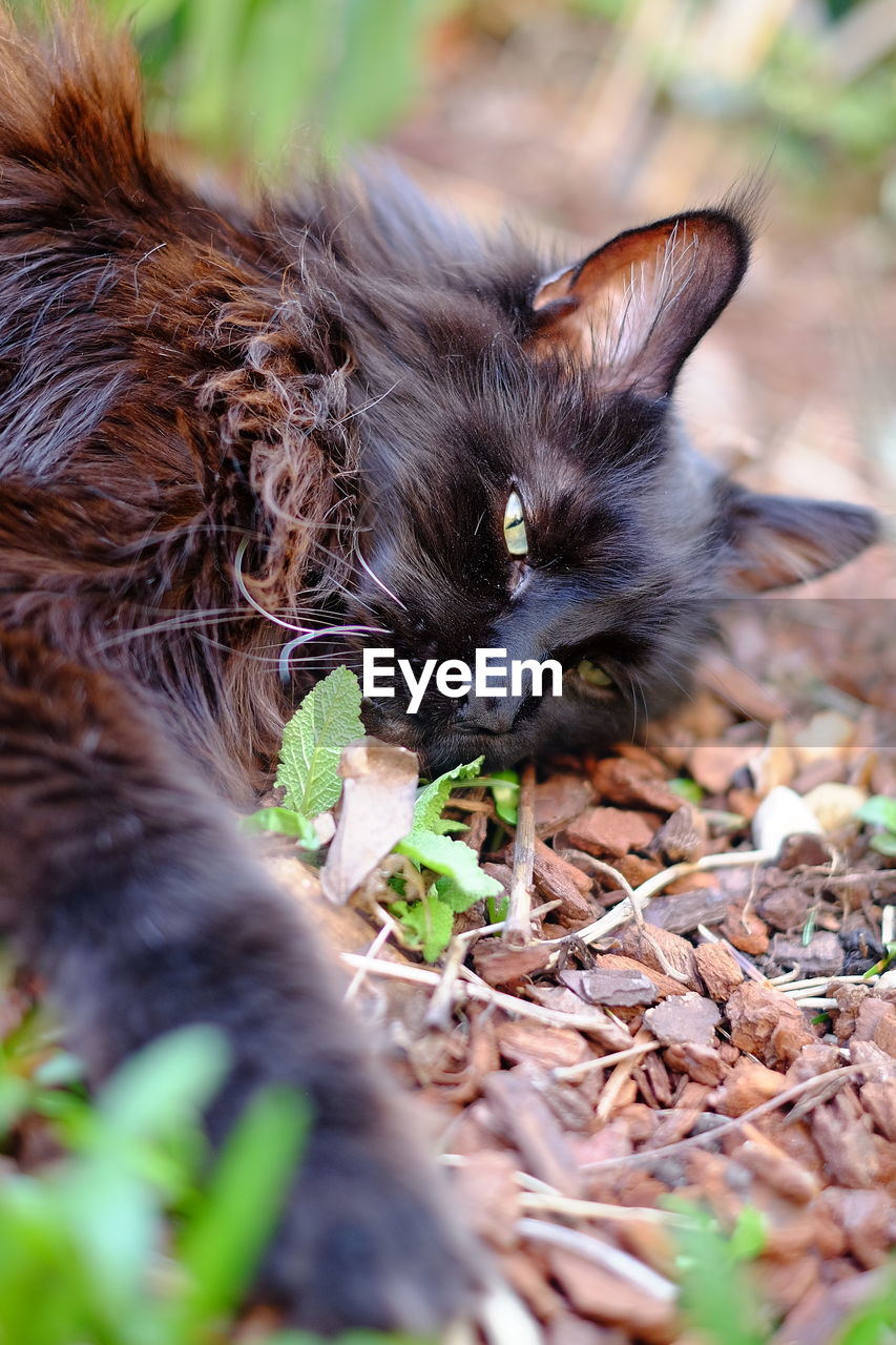 Portrait of cat relaxing on field
