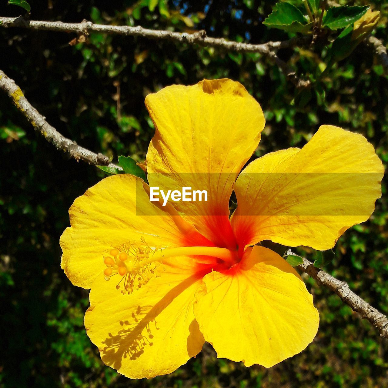 CLOSE-UP OF YELLOW HIBISCUS FLOWER BLOOMING