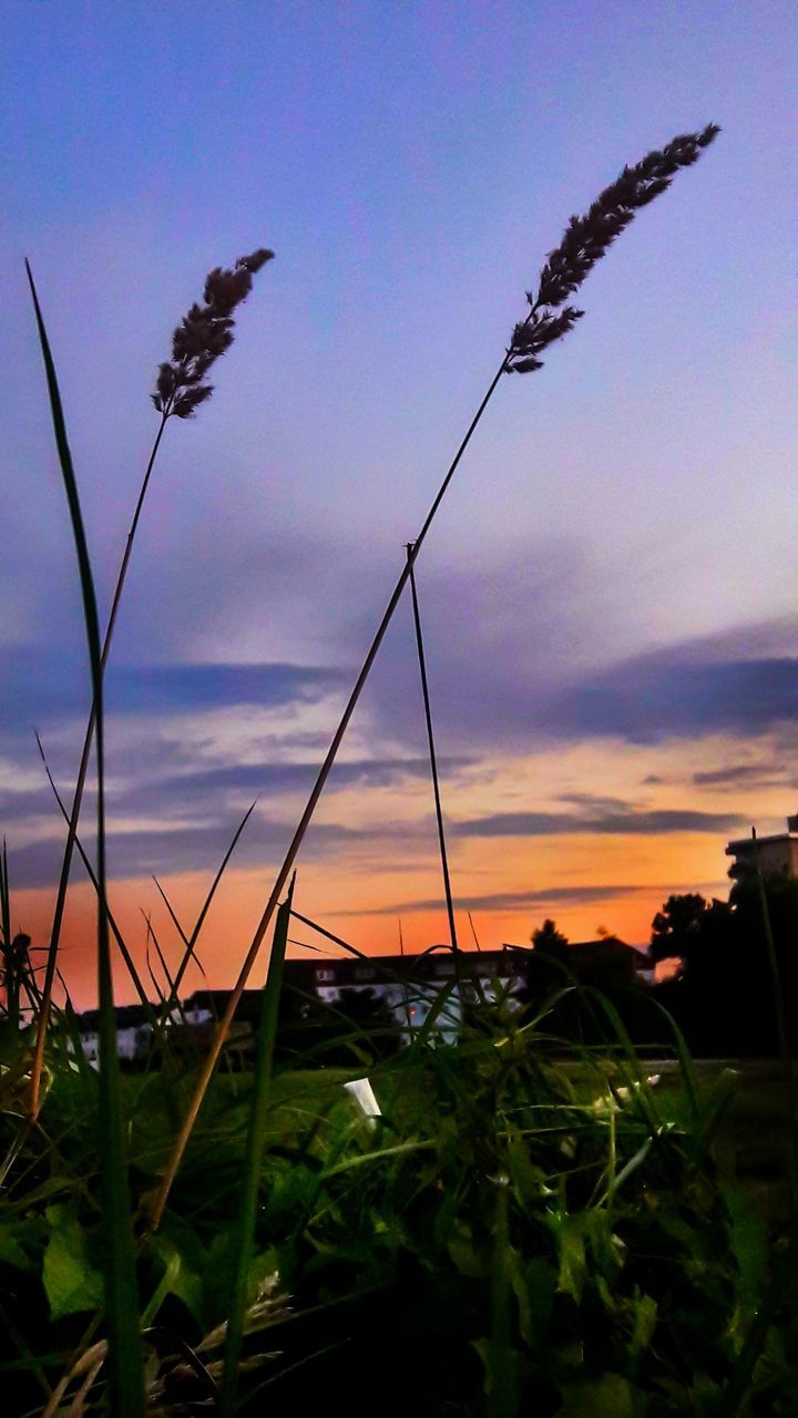 CLOSE-UP OF SILHOUETTE PLANTS AGAINST SKY DURING SUNSET