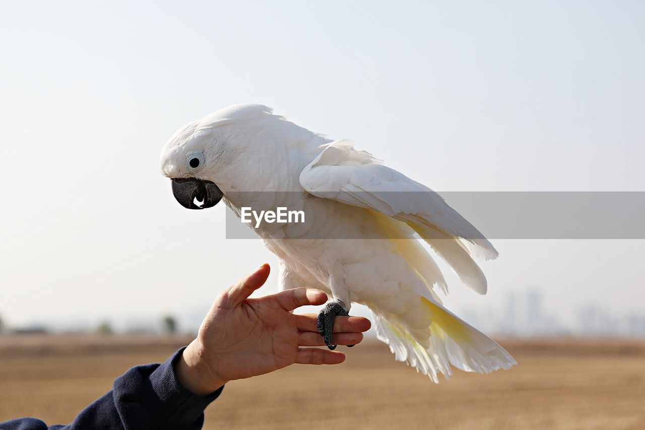 HUMAN HAND HOLDING BIRD