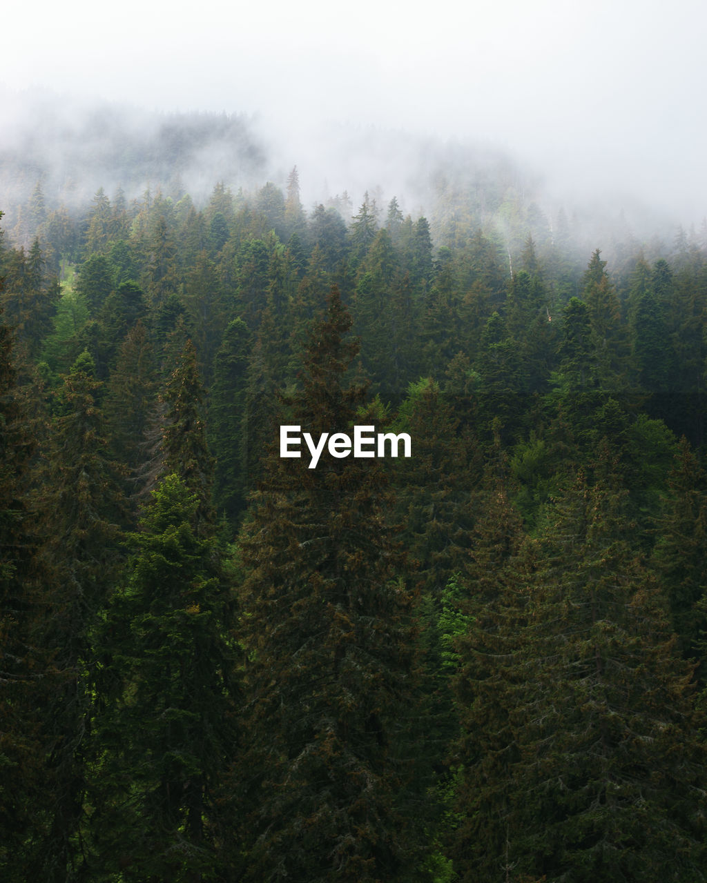 Coniferous trees growing in forest during foggy weather