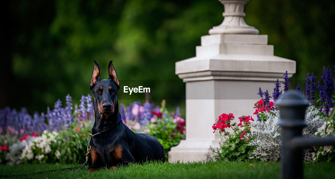 Dobermann on field