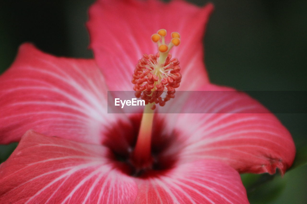 Close-up of red hibiscus flower