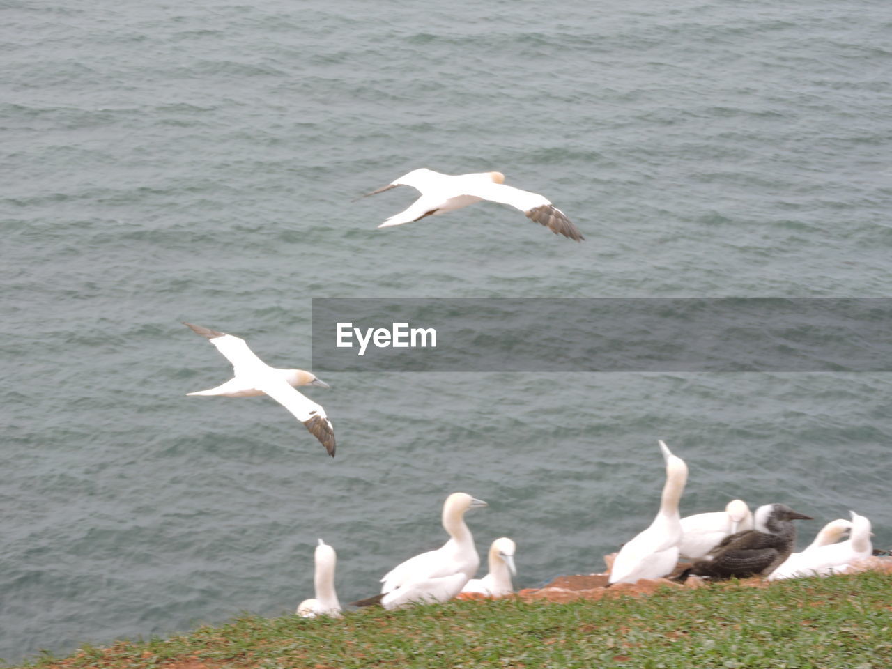 SEAGULLS FLYING OVER SEA