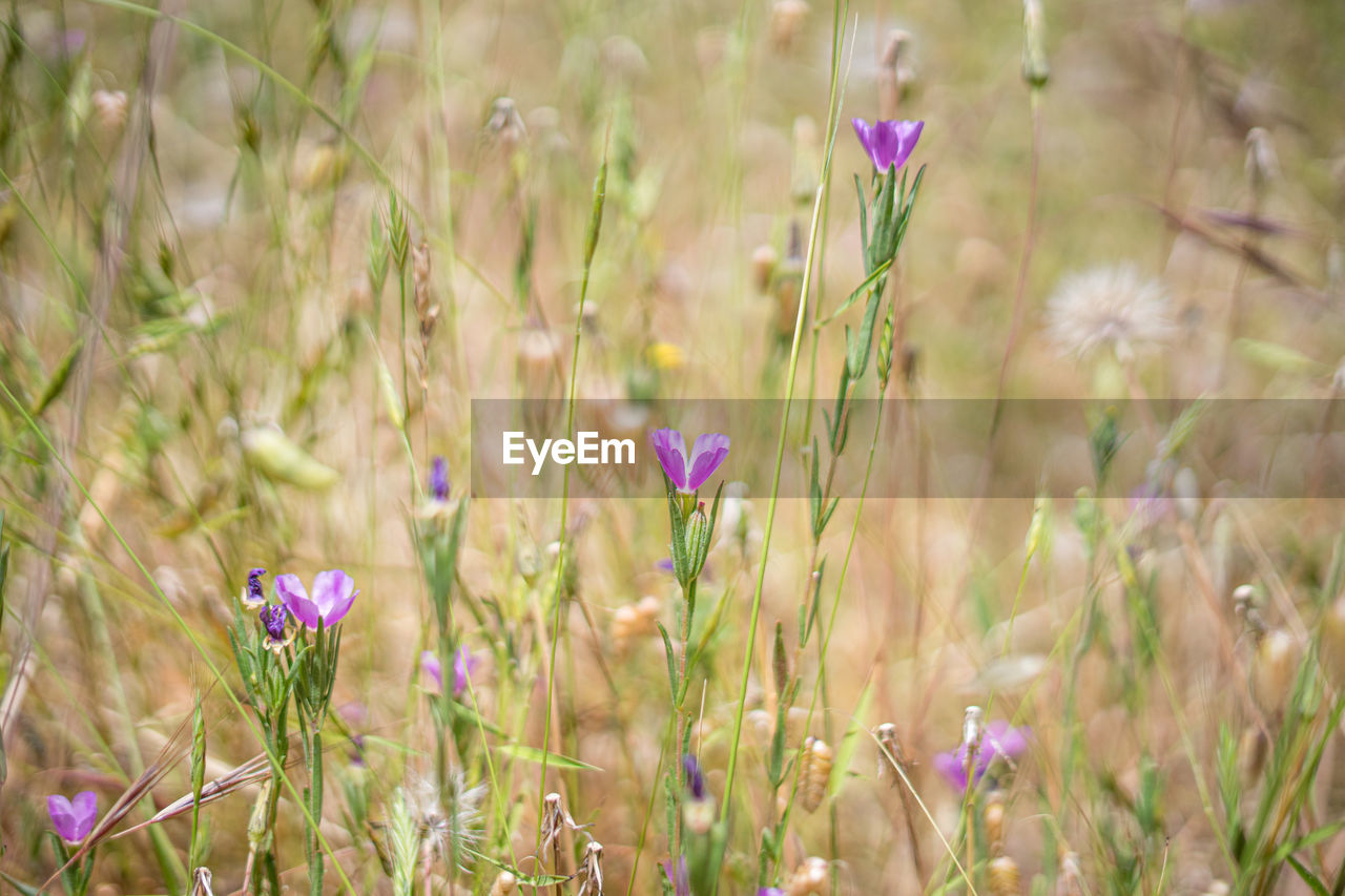 plant, flower, flowering plant, beauty in nature, prairie, grass, field, growth, grassland, freshness, nature, land, meadow, purple, fragility, natural environment, close-up, no people, wildflower, outdoors, tranquility, springtime, day, selective focus, plain, green, pink, focus on foreground, landscape, summer, lavender, environment, sunlight, flower head, petal, inflorescence