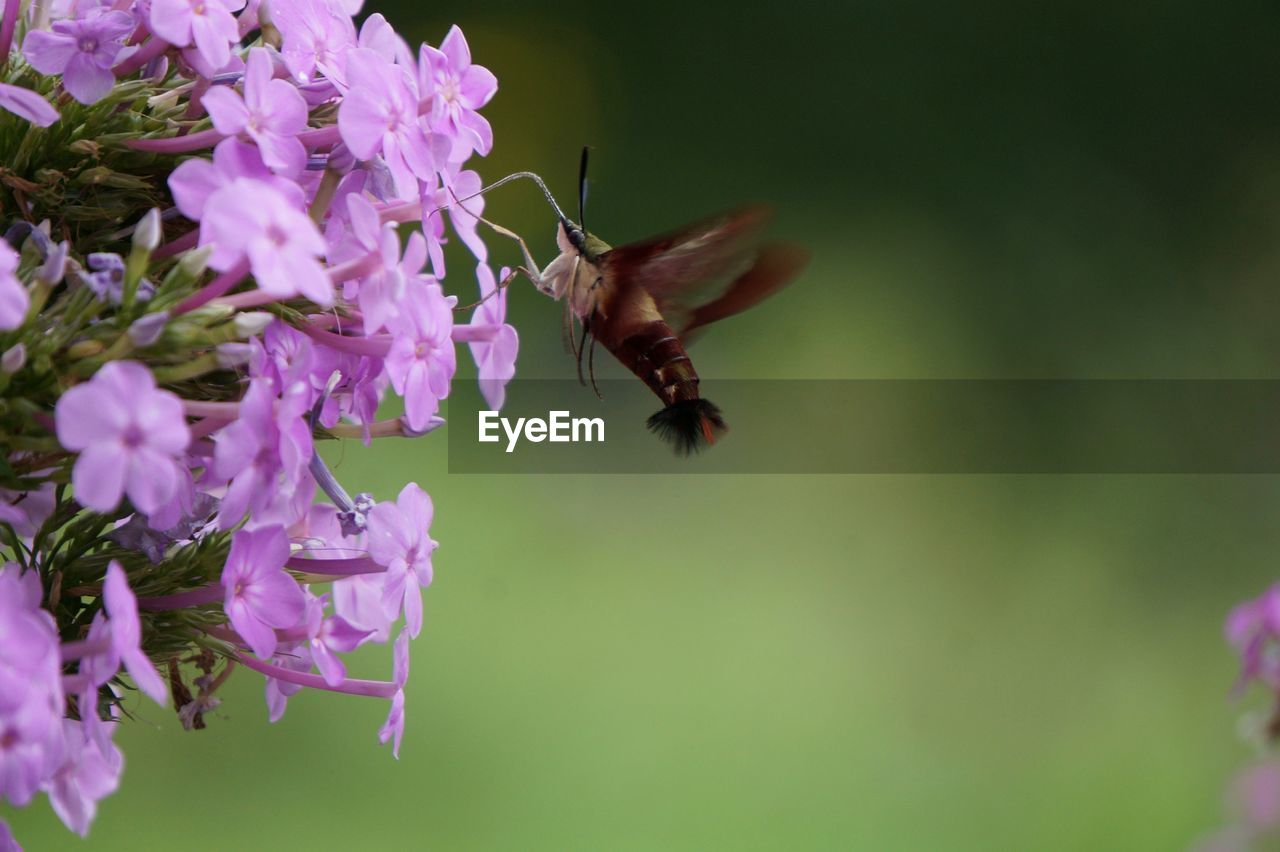 Close-up of moth on purple flower