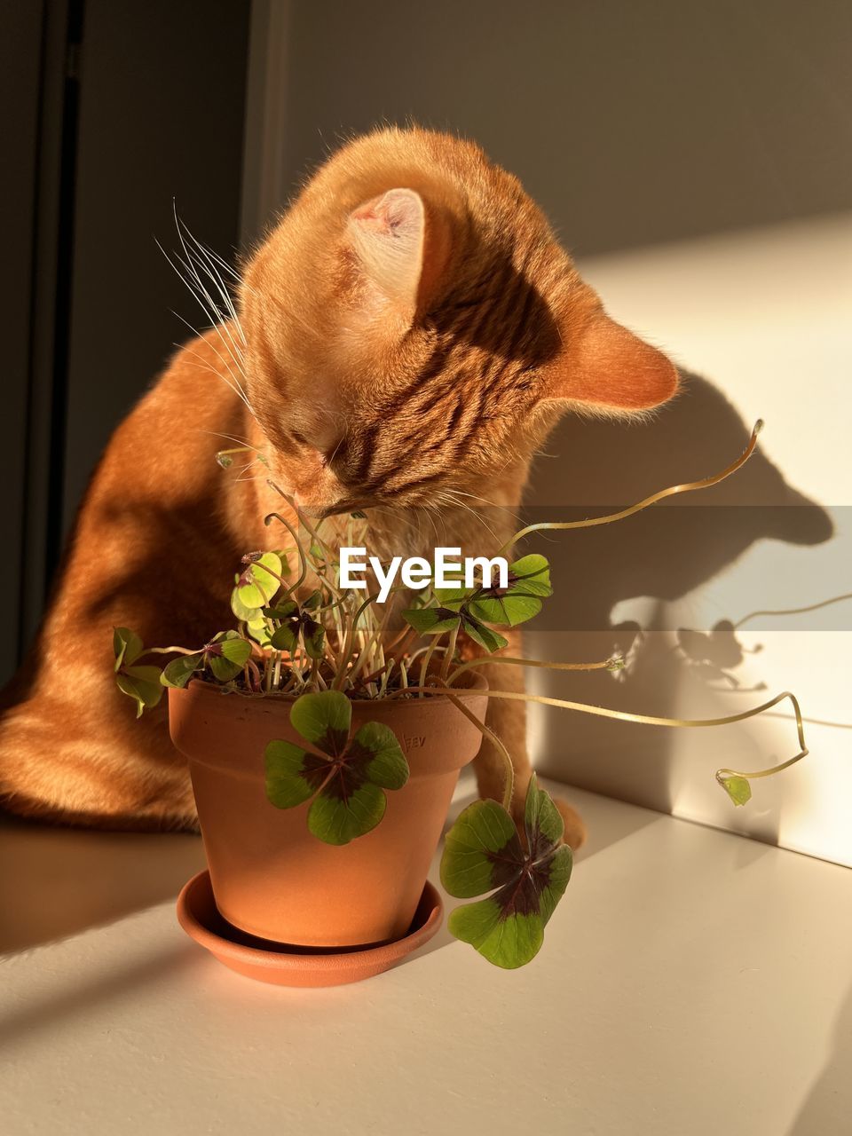 cat, animal themes, animal, pet, domestic animals, indoors, mammal, one animal, carnivore, nature, no people, plant, potted plant, domestic cat, leaf, feline, plant part, brown, table