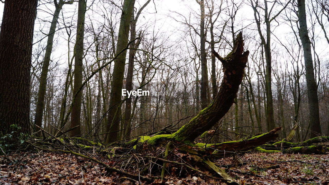 TREE TRUNK IN FOREST