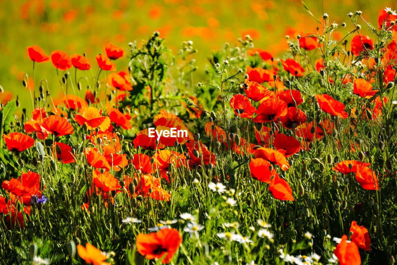 Close-up of red poppy flowers in field