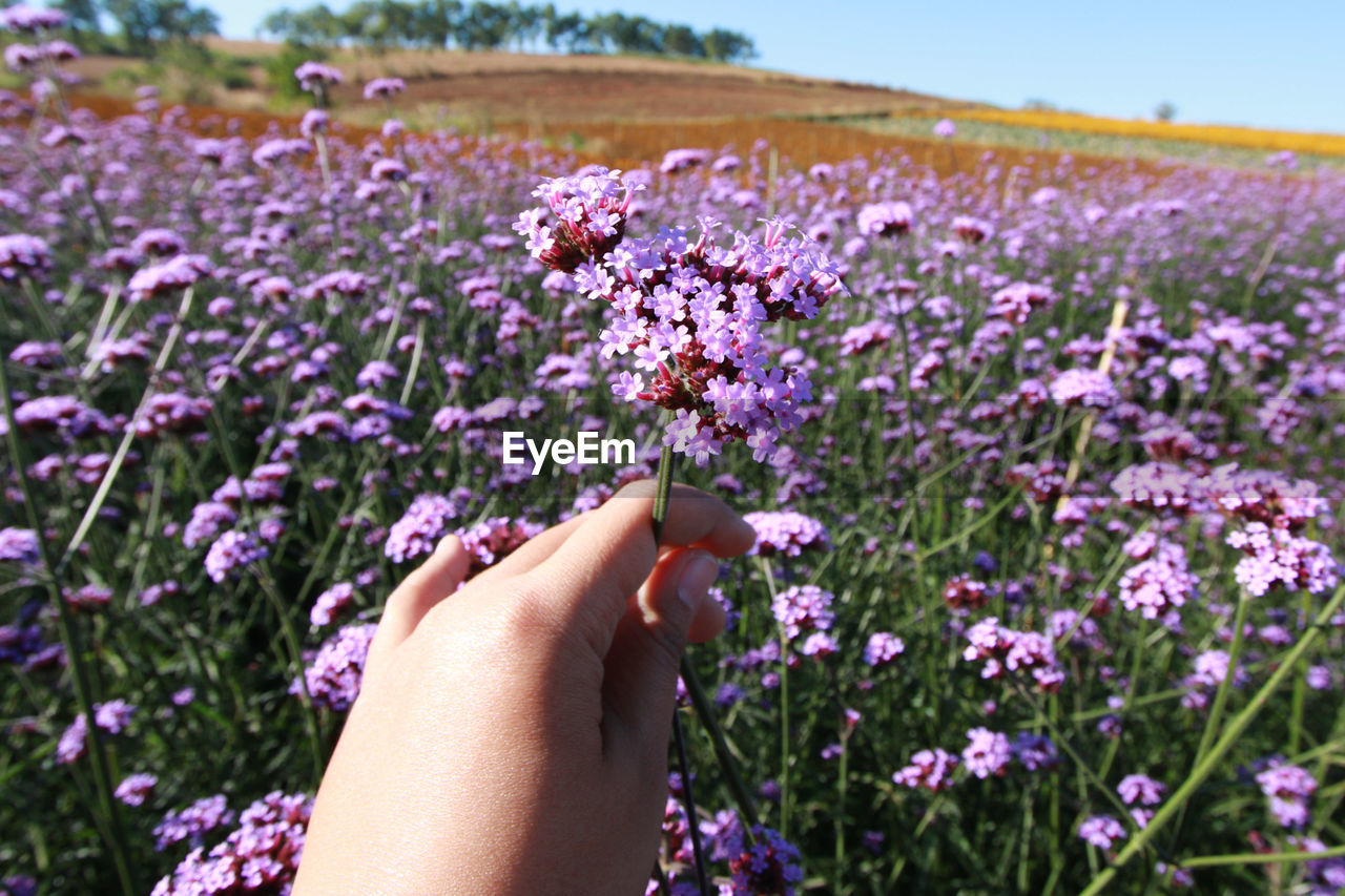 Cropped hand of woman holding purple flowering plants on field