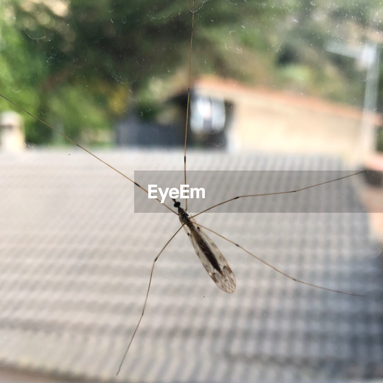 CLOSE-UP OF INSECT ON WINDOW