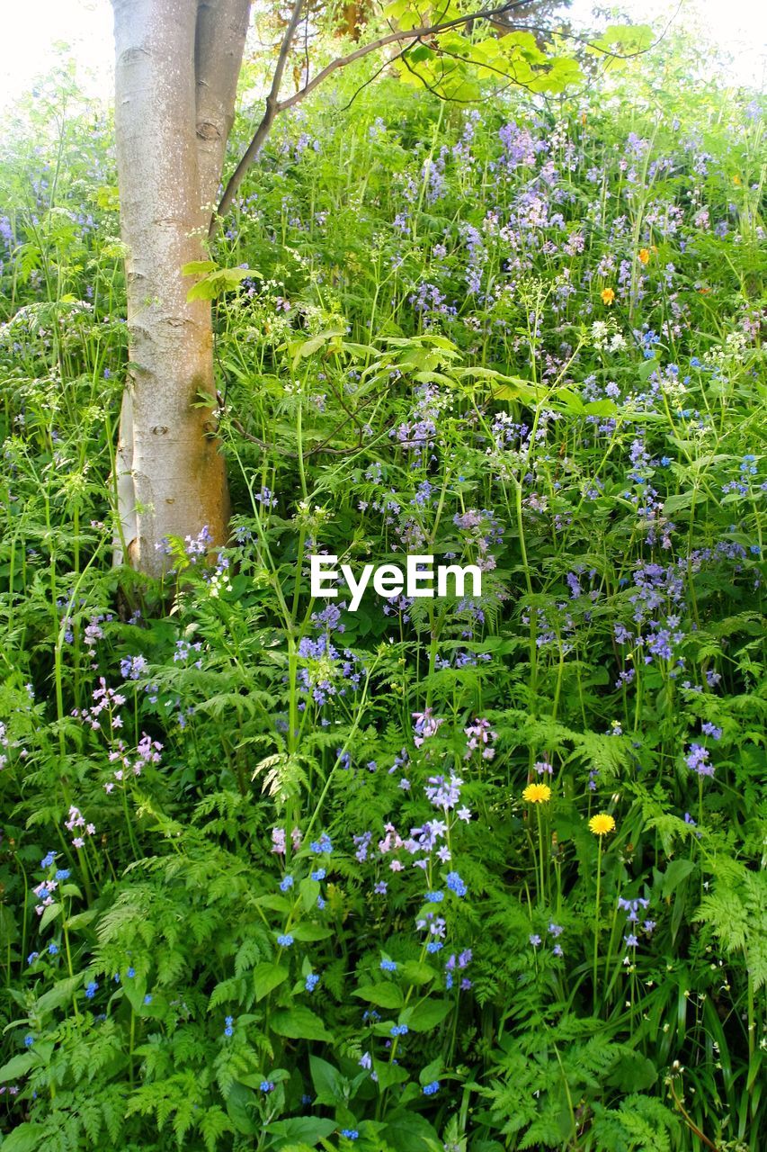 PURPLE FLOWERS BLOOMING ON TREE