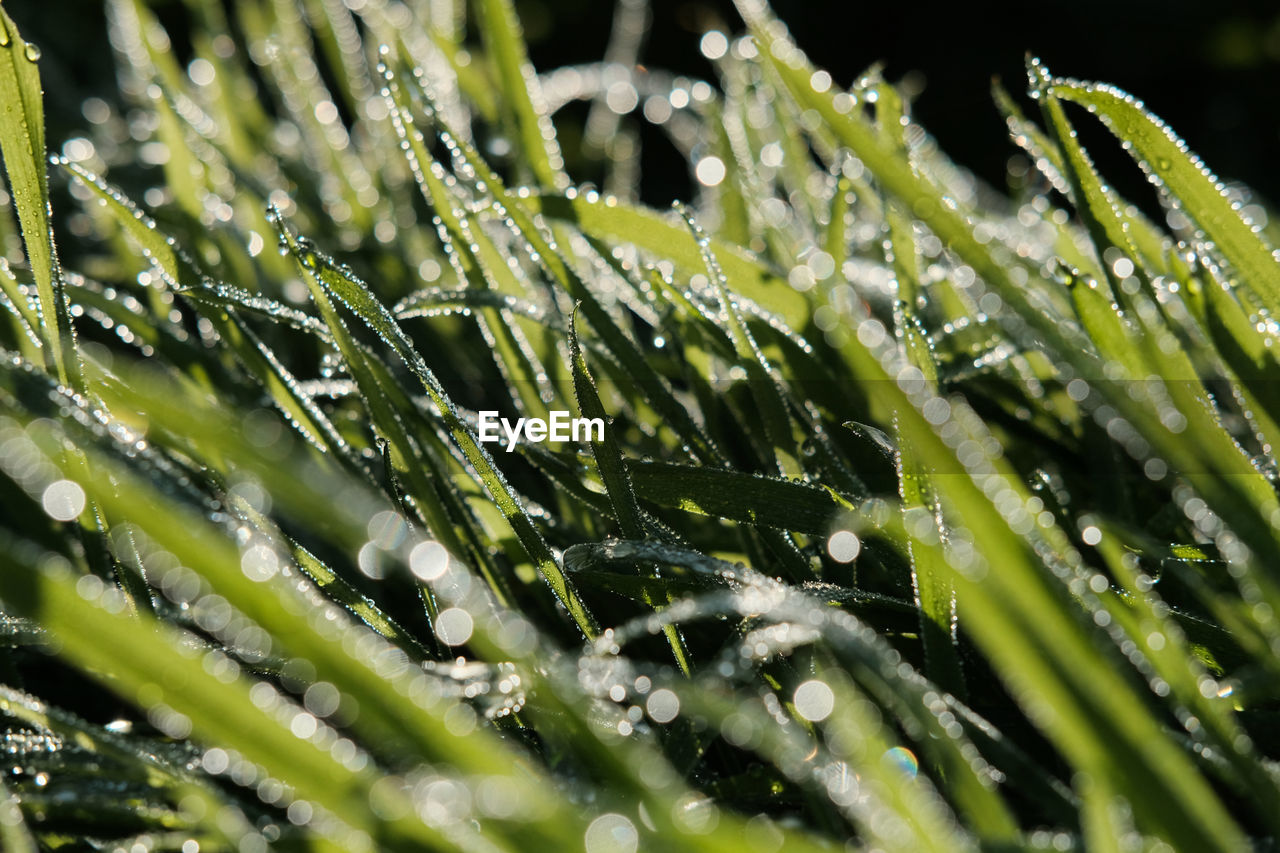 Close-up of wet grass during rainy season