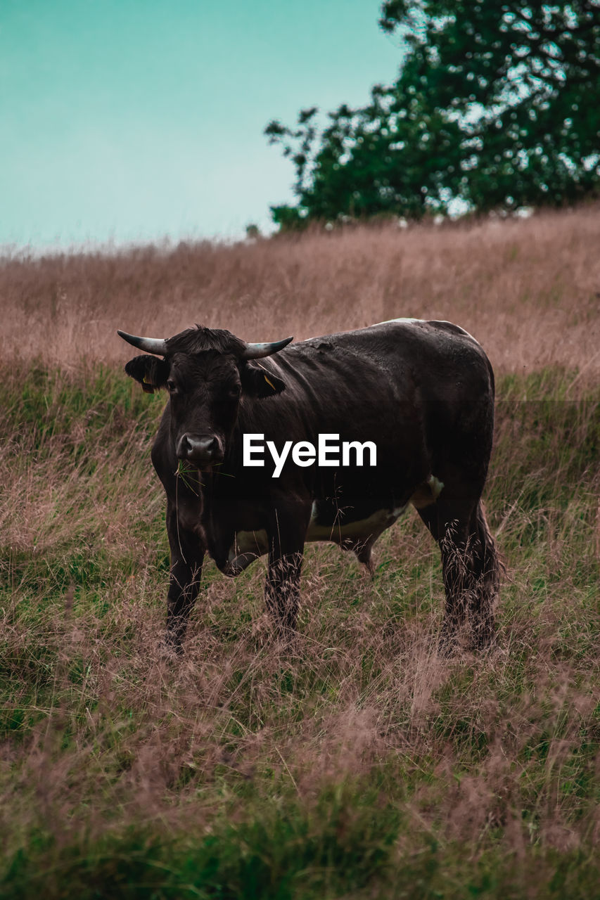 Cow standing in a field