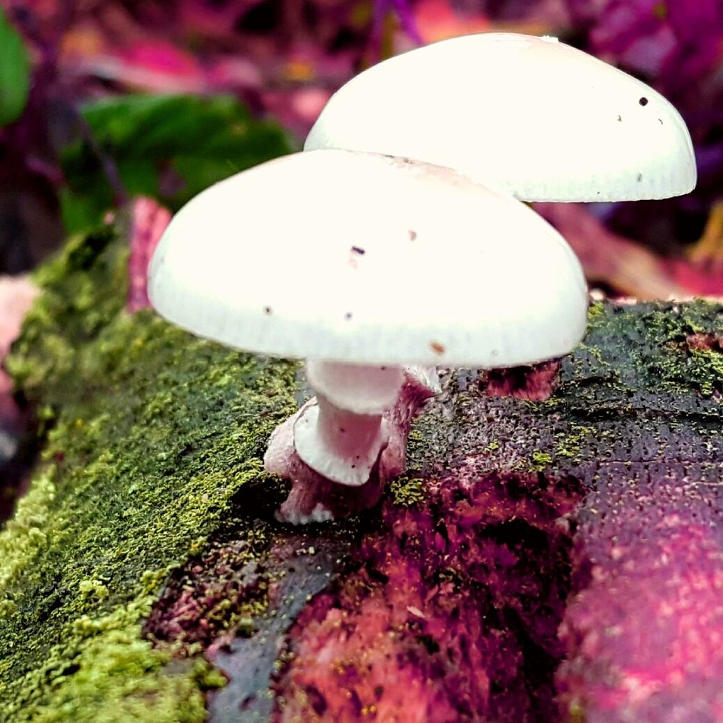 CLOSE-UP VIEW OF MUSHROOMS