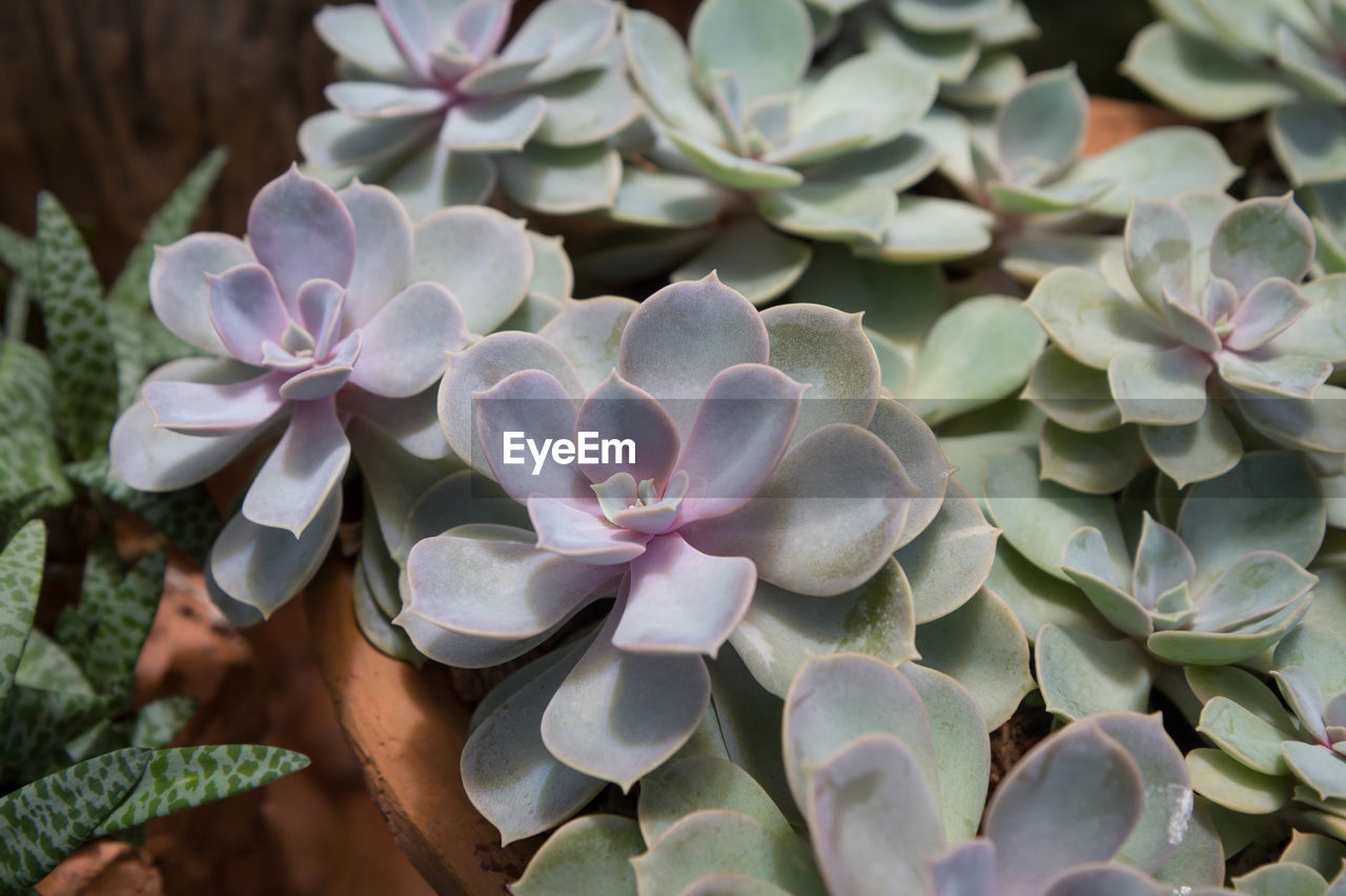 CLOSE-UP OF PURPLE FLOWERING PLANTS