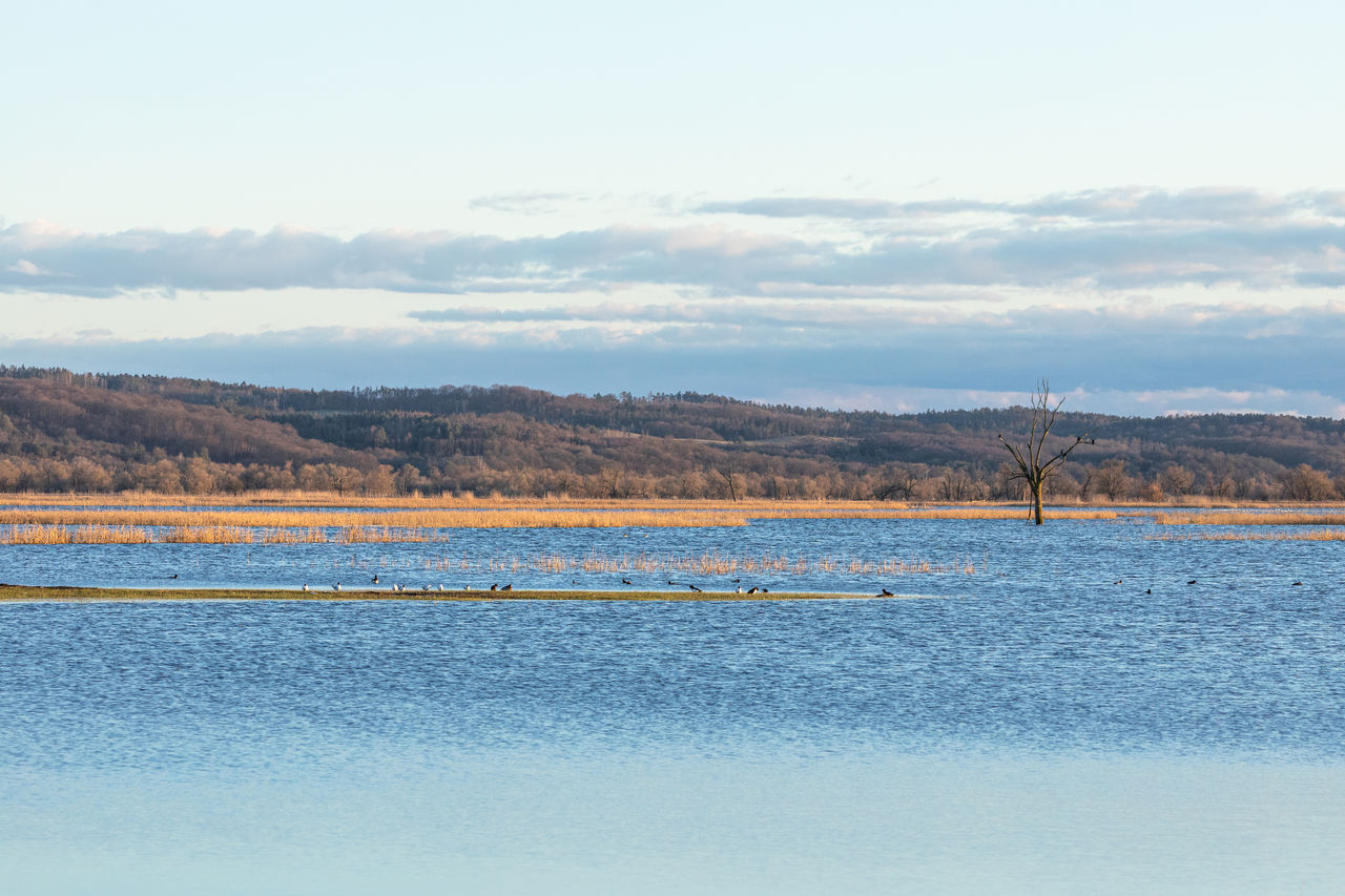 Scenic view of flood plain against sky and mountain range with bare tree in the water