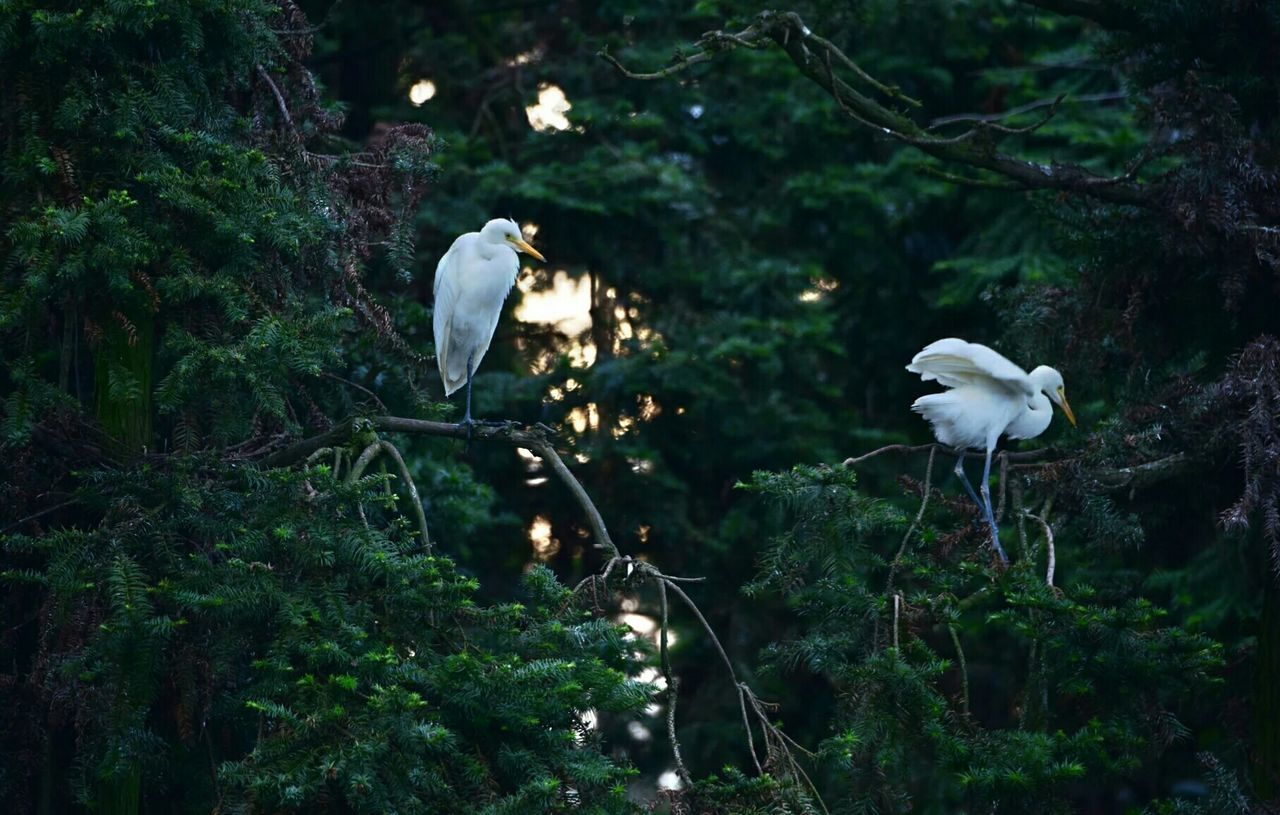 Egrets in tree in  forest