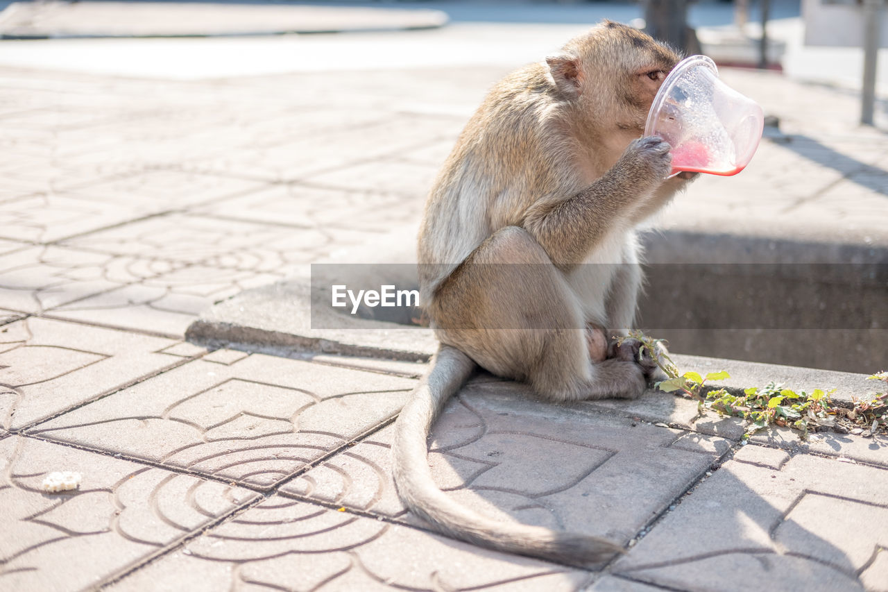 animal themes, animal, mammal, monkey, one animal, primate, animal wildlife, macaque, sitting, sunlight, footpath, day, wildlife, no people, nature, outdoors, old world monkey, focus on foreground, eating, city