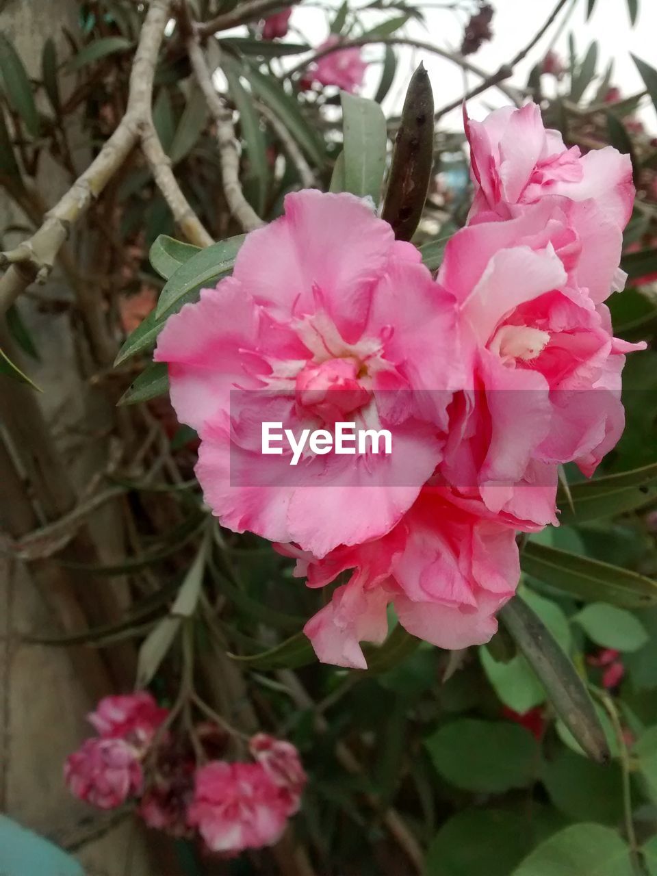 CLOSE-UP OF PINK FLOWER BLOOMING OUTDOORS