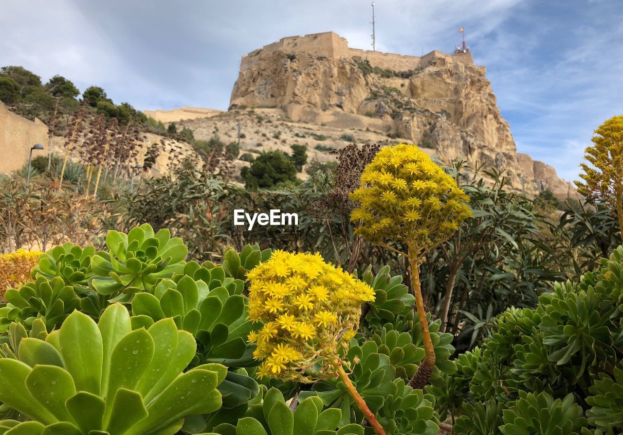 YELLOW FLOWERS GROWING ON MOUNTAIN