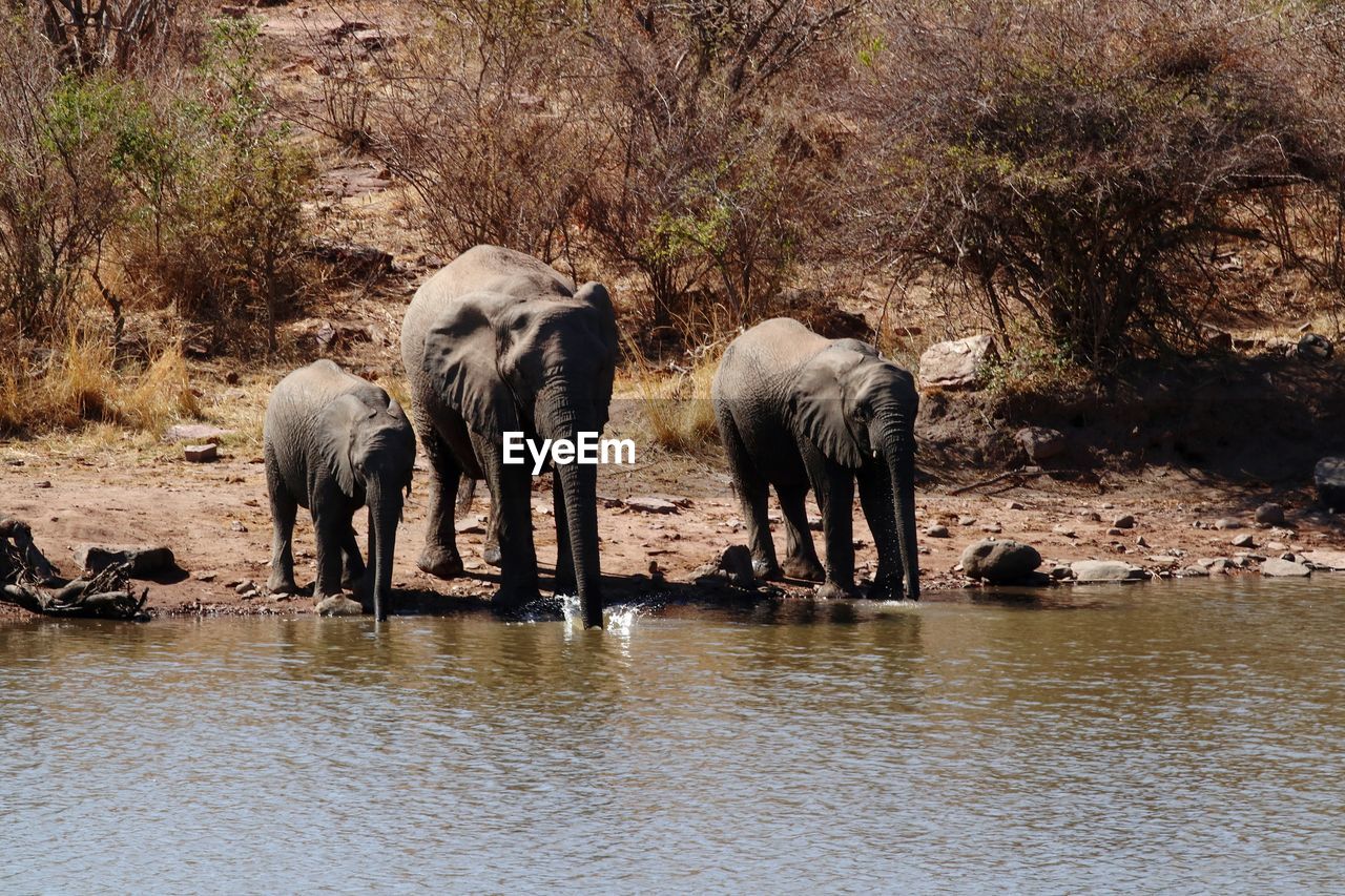 VIEW OF ELEPHANT DRINKING WATER FROM LAKE