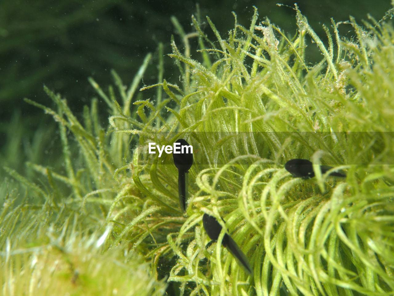 Close-up of plants