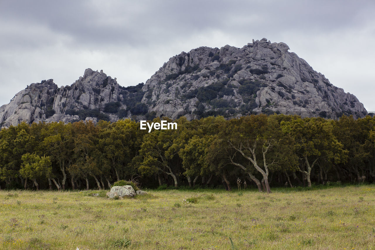 Trees on grassy field against rocky mountains at sardegna