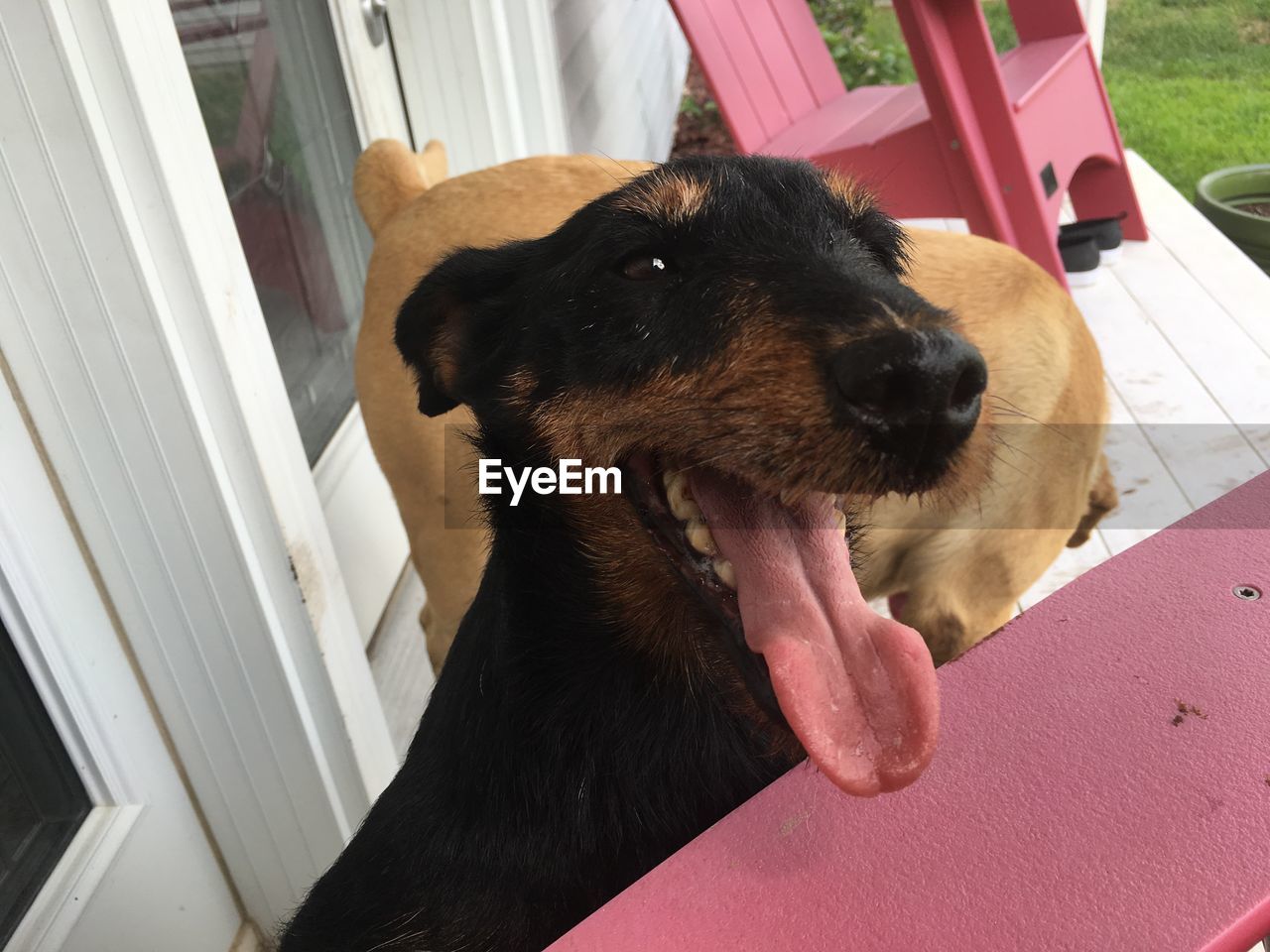 CLOSE-UP OF A DOG WITH HAND