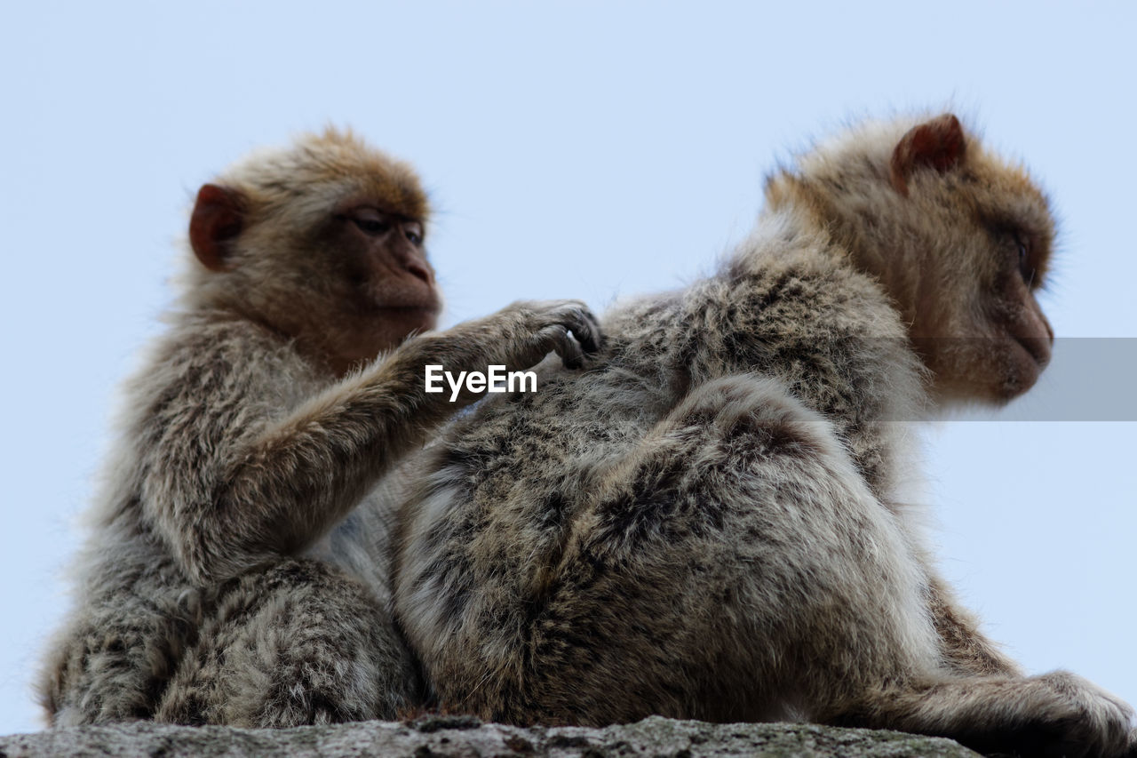 Monkeys sitting against clear sky