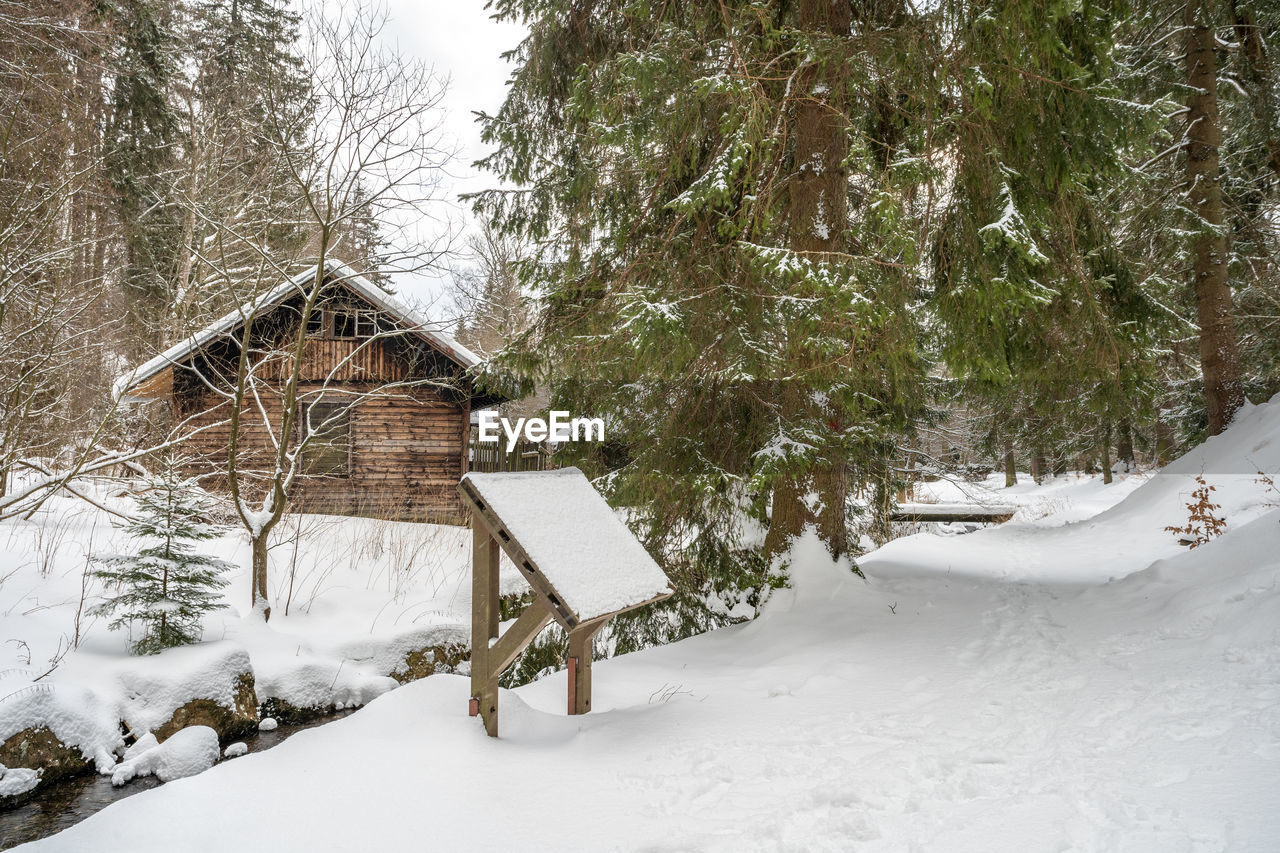 snow covered trees