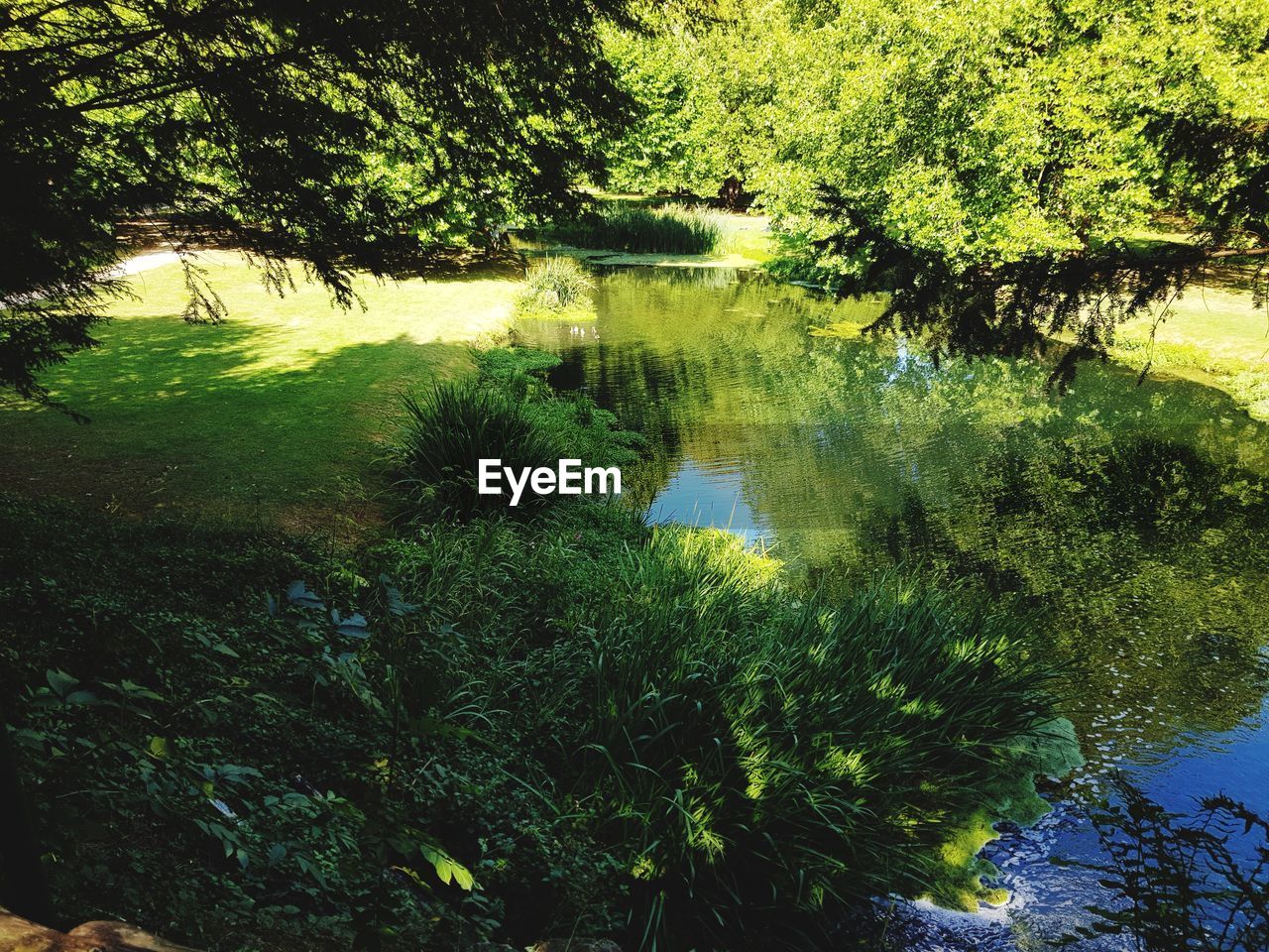 TREES AND PLANTS IN LAKE