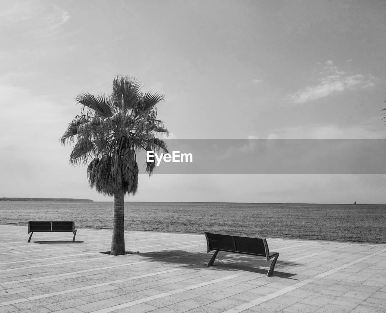 Benches and palm trees against sea